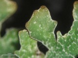 Parmelia squarrosa image