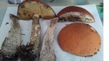 Leccinum boreale image