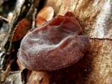 Auricularia fuscosuccinea image