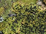 Lasallia papulosa image