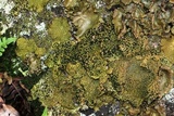Lasallia papulosa image