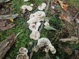 Phellodon confluens image