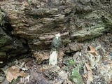 Phallus ravenelii image