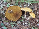Suillus americanus image