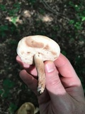 Tylopilus variobrunneus image