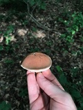 Tylopilus variobrunneus image