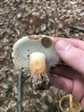 Tylopilus indecisus image