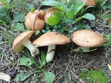 Suillus brevipes image