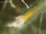 Usnea ceratina image