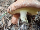 Suillus weaverae image