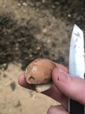 Tylopilus indecisus image