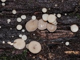 Tatraea macrospora image