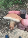 Tylopilus variobrunneus image