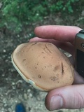 Tylopilus variobrunneus image