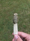 Phallus hadriani image