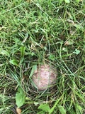 Phallus hadriani image