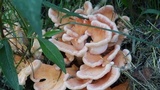 Laetiporus cincinnatus image