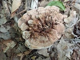 Hydnellum scrobiculatum image