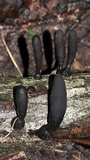 Xylaria longipes image