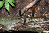 Xylaria longipes image