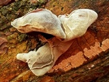 Auricularia fuscosuccinea image