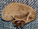 Auricularia fuscosuccinea image