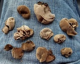 Auricularia fuscosuccinea image