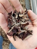 Auricularia fuscosuccinea image