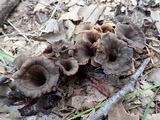 Craterellus caeruleofuscus image