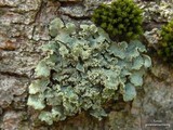 Allocetraria oakesiana image