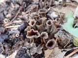 Craterellus caeruleofuscus image