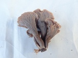 Craterellus caeruleofuscus image