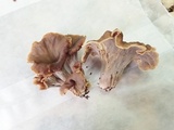 Craterellus caeruleofuscus image