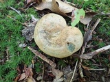 Lactarius chelidonium image
