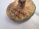 Lactarius chelidonium image