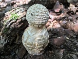 Amanita ravenelii image