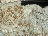 Lecanora hybocarpa image