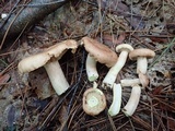 Lactarius vinaceorufescens image