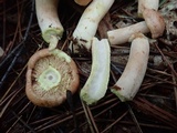 Lactarius vinaceorufescens image