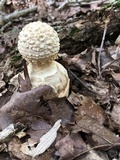 Amanita ravenelii image