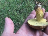 Boletus luridellus image