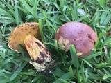 Butyriboletus floridanus image