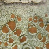 Lecanora hybocarpa image