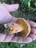 Butyriboletus floridanus image