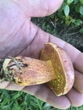 Butyriboletus floridanus image