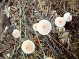 Marasmius pulcherripes image