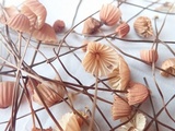 Marasmius pulcherripes image