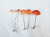 Marasmius pulcherripes image
