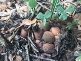 Lycoperdon subincarnatum image