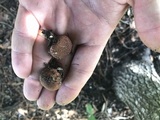 Lycoperdon subincarnatum image
